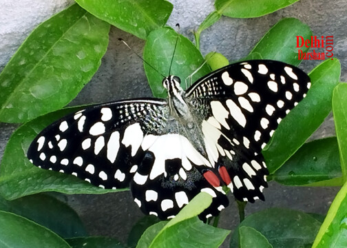 butterfly park in Delhi location, butterfly park in Delhi Darshan Agra Sightseeing Bus Car Cab Tour Hire Rental