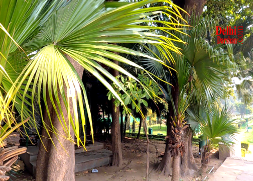 स्वर्ण जयंती जापानी पार्क, Swarn Jayanti Japanese Park Delhi Darshan Agra Bus Car cab tour, Buddha Jayanti Park Delhi Darshan Agra Sightseeing Bus Car Cab